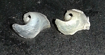 Philinopsis miqueli Pelorce, Horst & Orarau, 2013